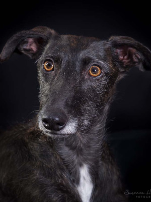 Hundefotografie Susannehelling Galgo