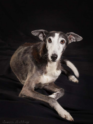 Hundefotografie Susannehelling Galgo