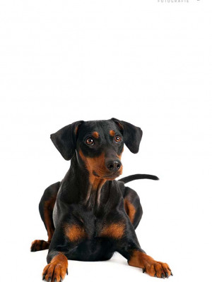 Hundefotografie Susannehelling Pinscher