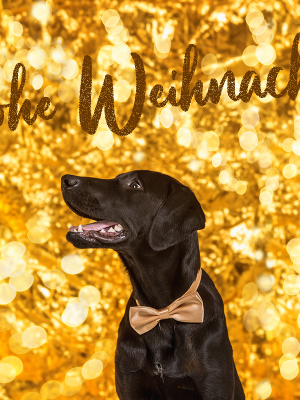 Hundefotografie Susannehelling Labrador