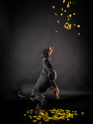 Susanne Helling Fotografie Hundefotografie Pinscher