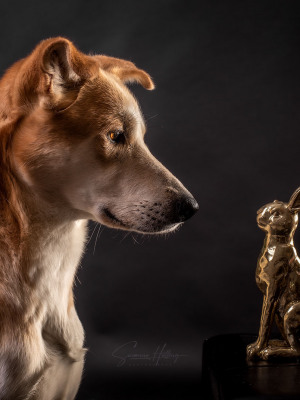 Susanne Helling Fotografie Hundefotografie