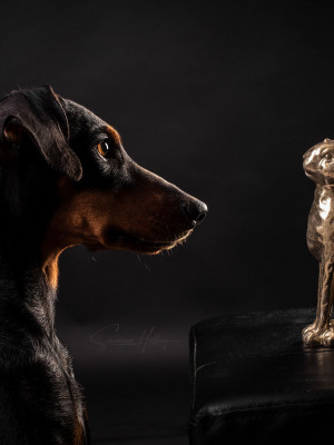 Susanne Helling Fotografie Hundefotografie Pinscher