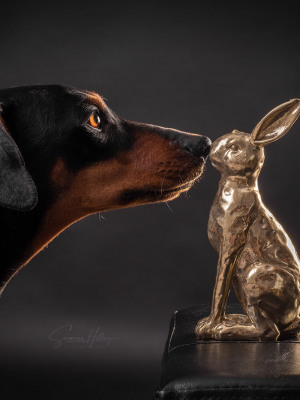 Susanne Helling Fotografie Hundefotografie Pinscher