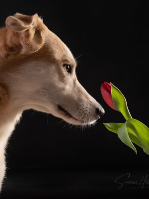 Susanne Helling Fotografie Hundefotografie