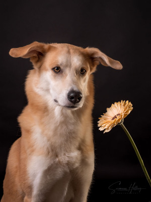 Susanne Helling Fotografie Hundefotografie