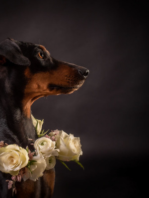 Susanne Helling Fotografie Hundefotografie