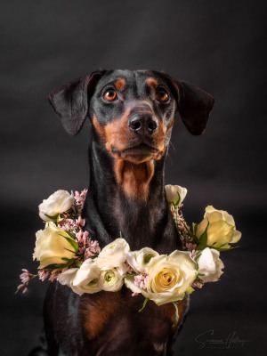Susanne Helling Fotografie Hundefotografie