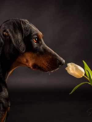 Susanne Helling Fotografie Hundefotografie