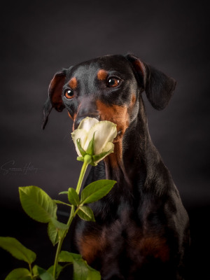 Susanne Helling Fotografie Hundefotografie