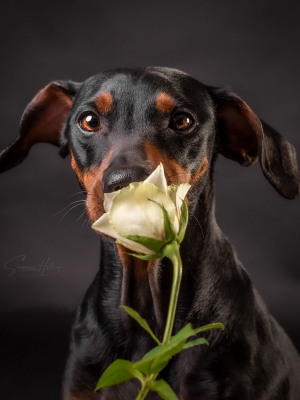 Susanne Helling Fotografie Hundefotografie