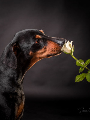 Susanne Helling Fotografie Hundefotografie