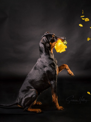 Susanne Helling Fotografie Hundefotografie Pinscher