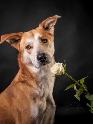 Susanne Helling Fotografie Hundefotografie