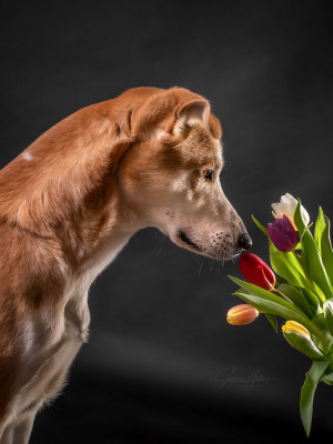 Susanne Helling Fotografie Hundefotografie