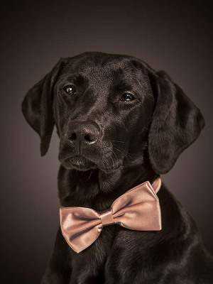 Hundefotografie Susannehelling Labrador
