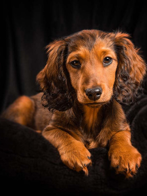 Hundefotografie Susannehelling Dackelwelpe