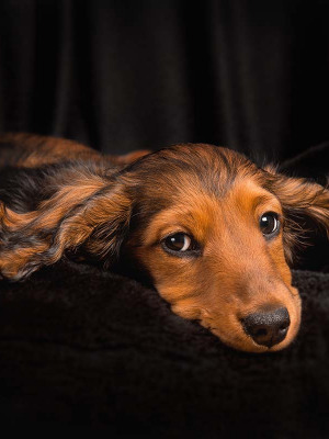 Hundefotografie Susannehelling Dackelwelpe