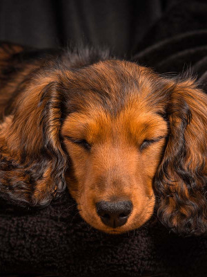 Hundefotografie Susannehelling Dackelwelpe