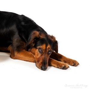 Hundefotografie Susannehelling  Mischling
