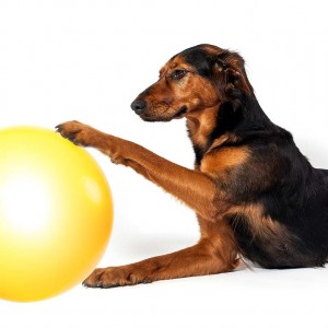 Hundefotografie Susannehelling Mischling
