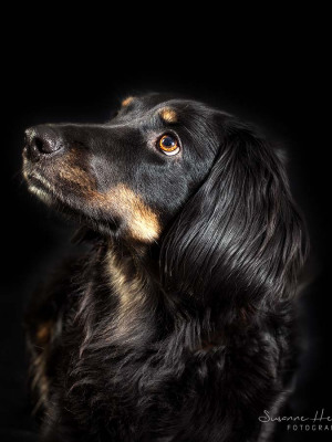 Hundefotografie Susannehelling Mischling