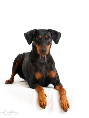 Hundefotografie Susannehelling Pinscher