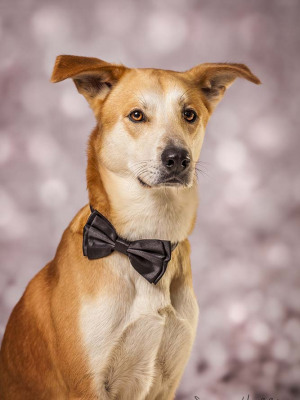 Hundefotografie Susannehelling Mischling