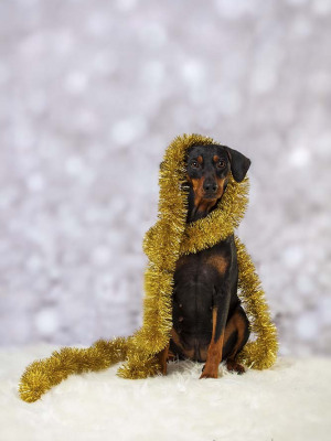 Hundefotografie Susannehelling Deutscher Pinscher