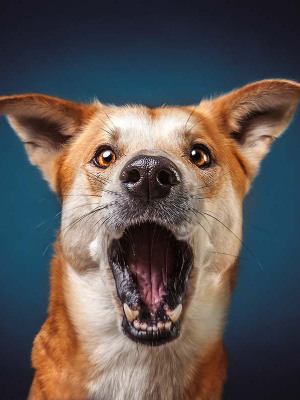 Hundefotografie Susannehelling Mischling