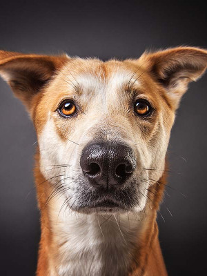 Hundefotografie Susannehelling Mischling
