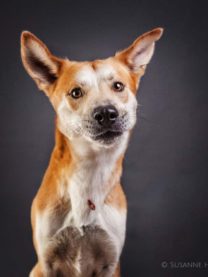 Hundefotografie Susannehelling Mischling