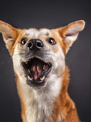 Hundefotografie Susannehelling Mischling
