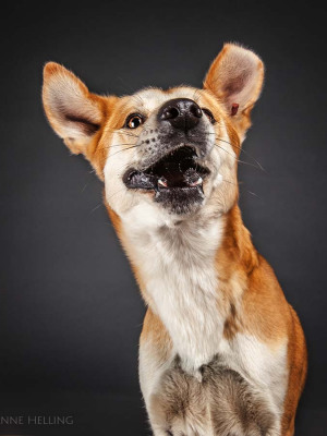 Hundefotografie Susannehelling Mischling