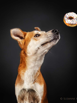 Hundefotografie Susannehelling Mischling