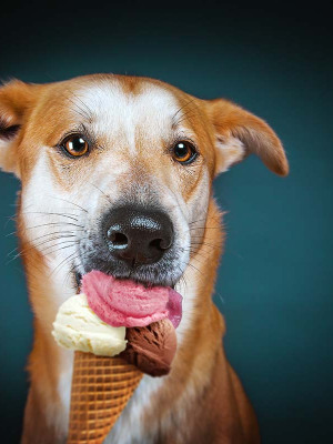 Hundefotografie Susannehelling Mischling