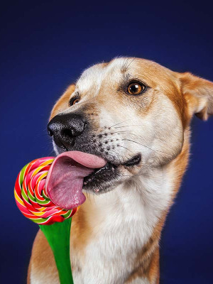 Hundefotografie Susannehelling MIschling