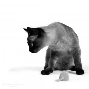 Katzenfotografie Susannehelling