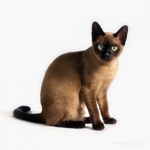 Katzenfotografie Susannehelling