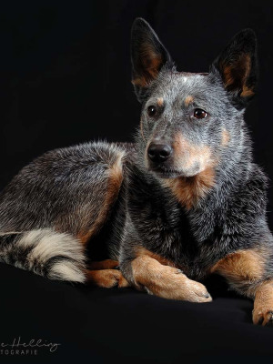 Hundefotografie Susannehelling Cattle dog