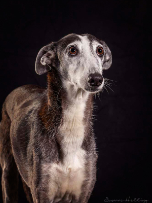 Hundefotografie Susannehelling Galgo