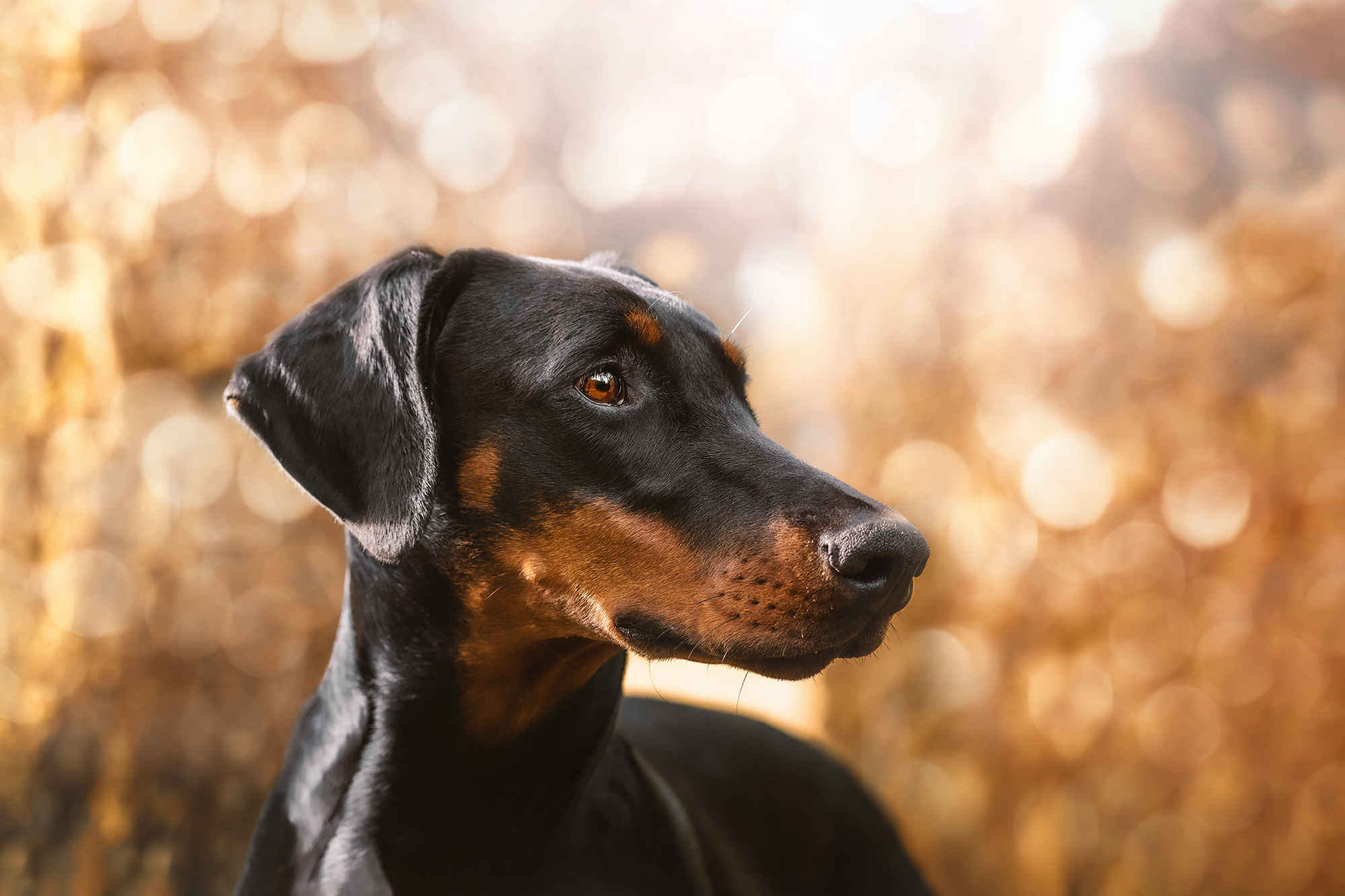 Dobermann