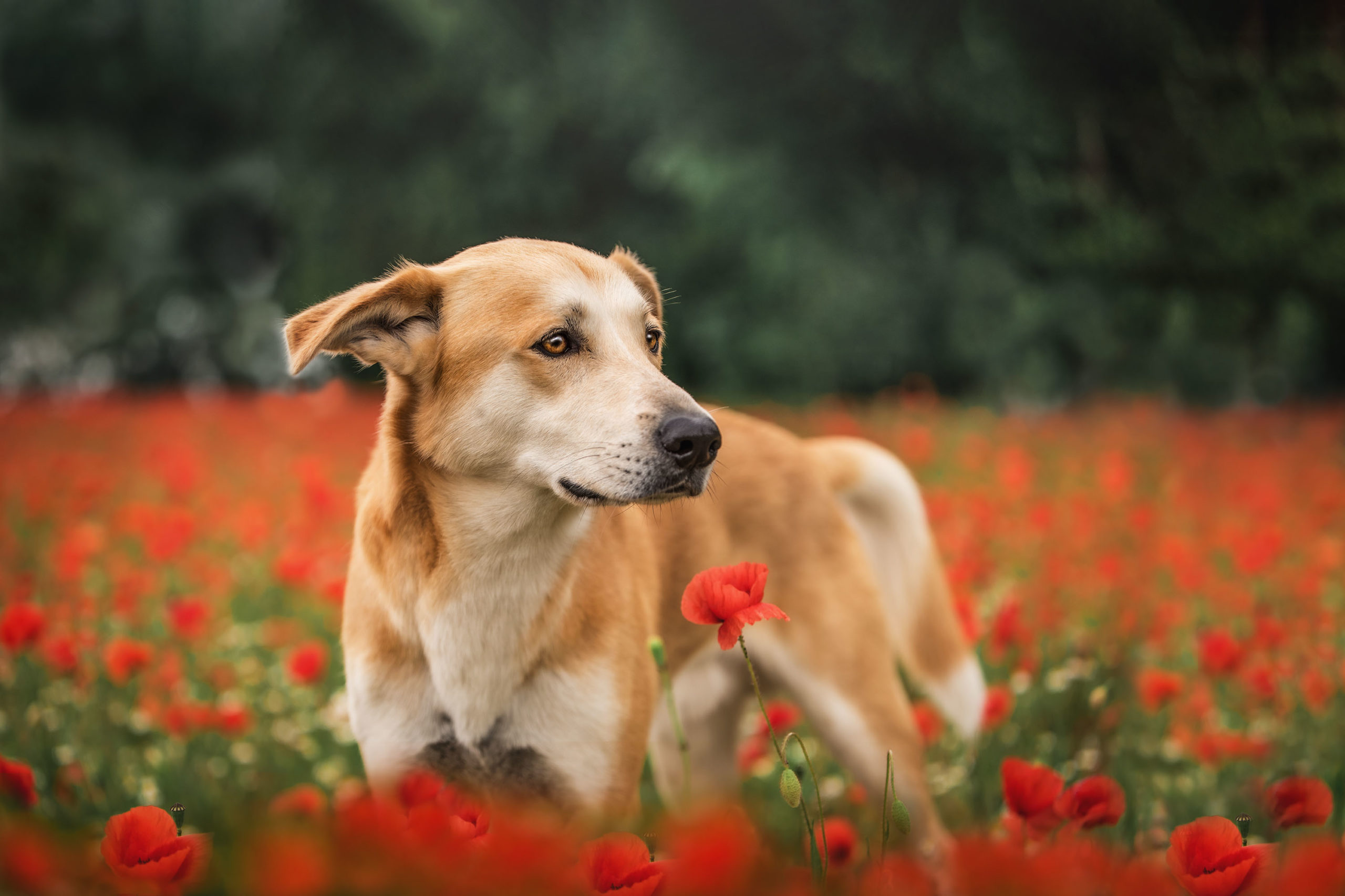 Startseite Pacino Mohn